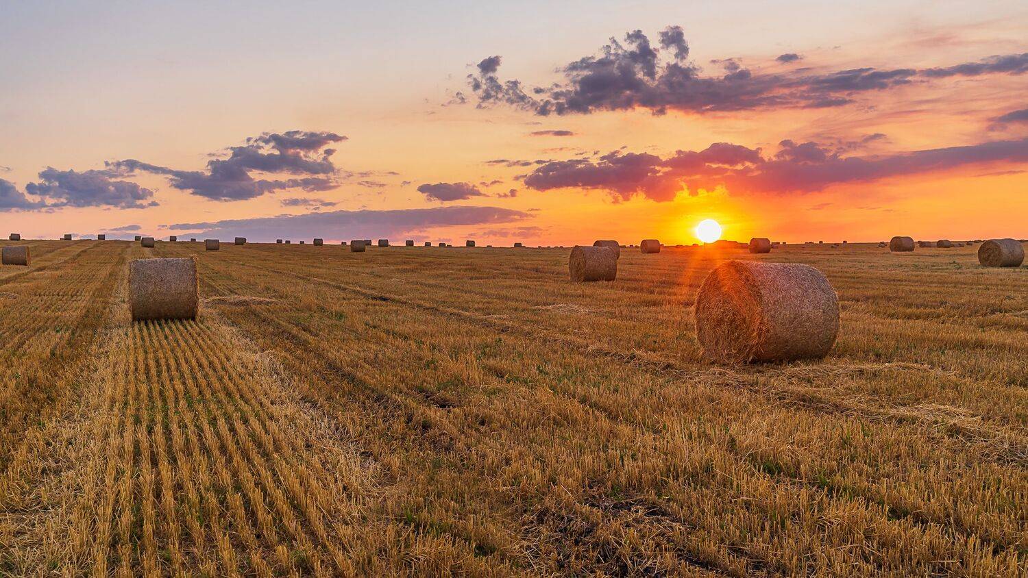 август, закат солнца,, Николай Бологов
