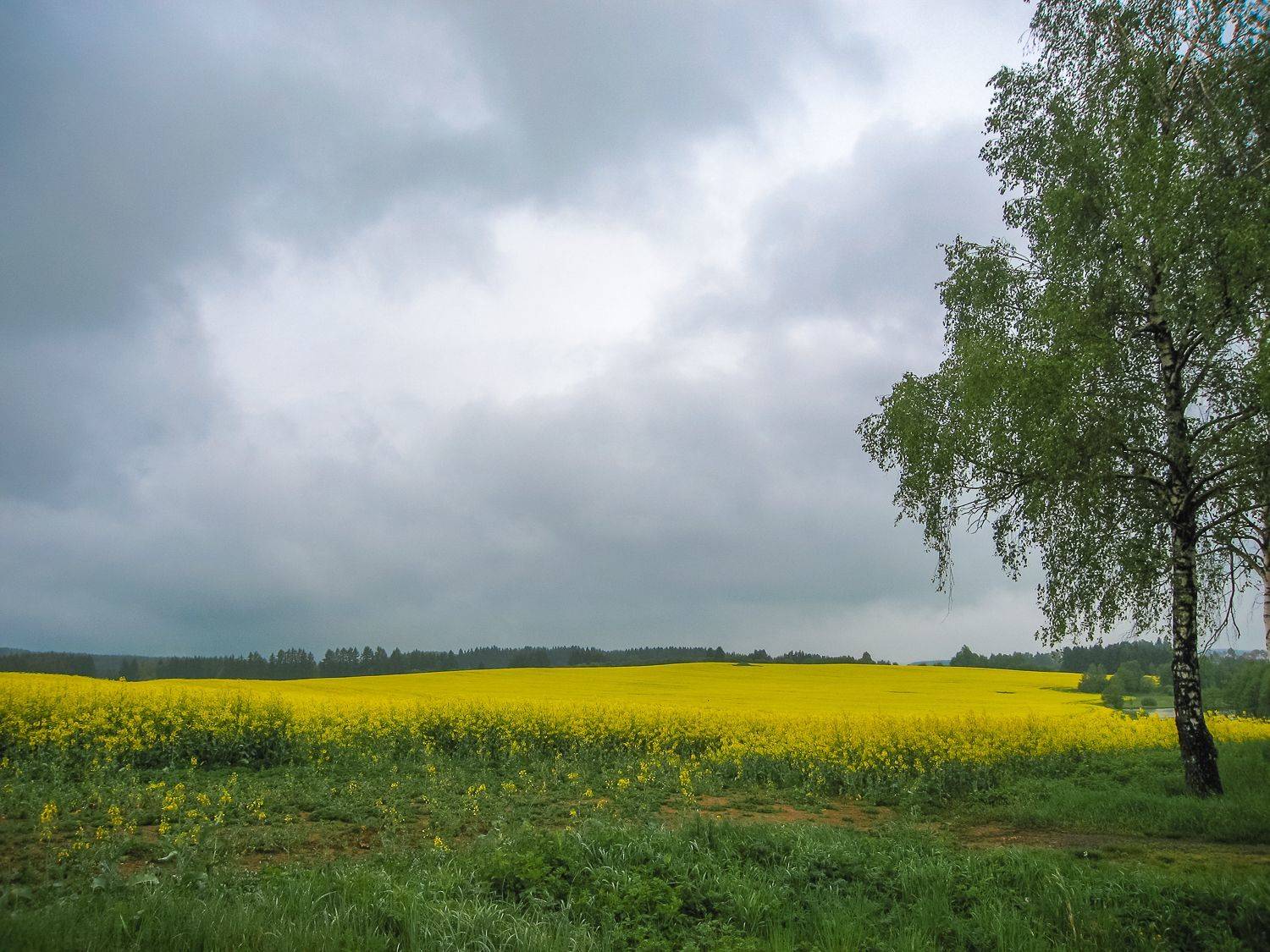 , Максимова Дария