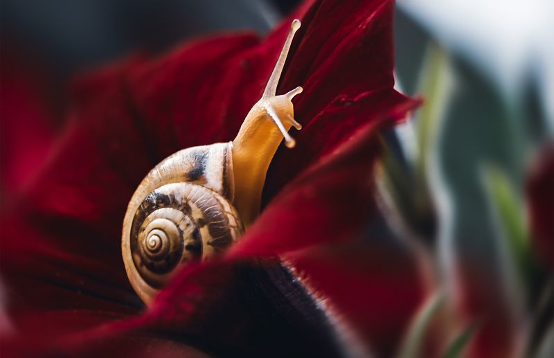 улитка, макро, моллюск, природа, цветок, лето В домике фото превью