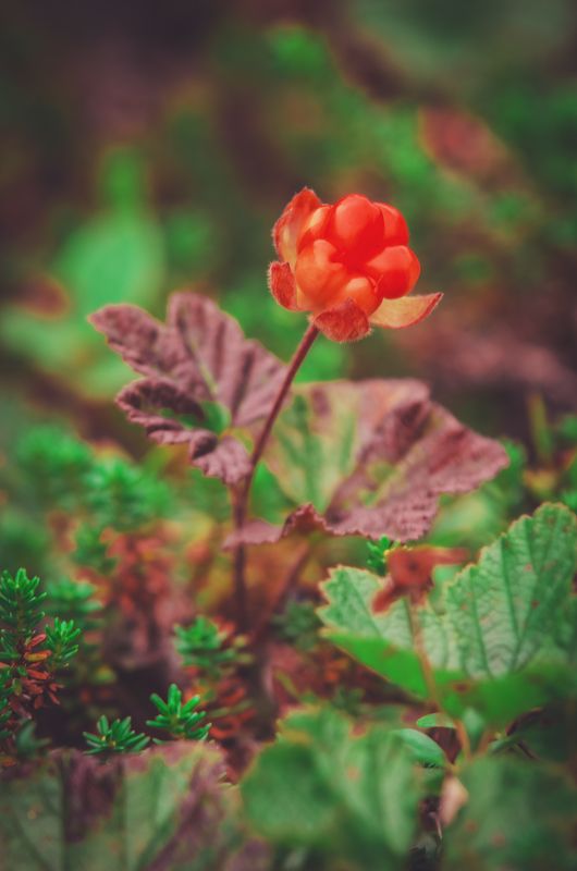 Арктика, Север, Баренцево море, лето Царская ягода  фото превью