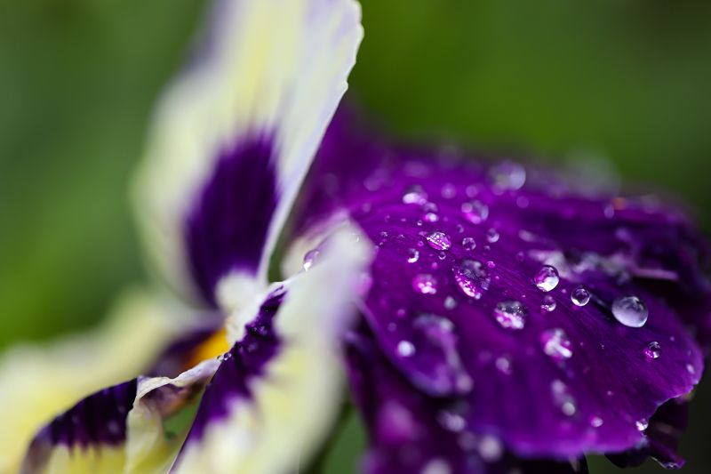 flower, after rain,  water drops, flower after rain with water drops фото превью