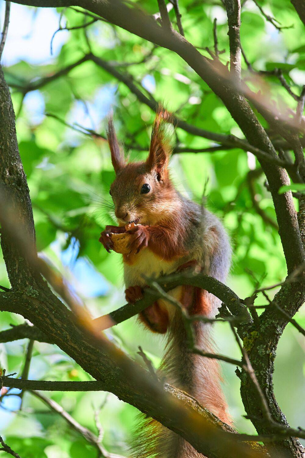 Sciurus vulgaris, squirrel, volgograd, russia, wildlife, , Сторчилов Павел