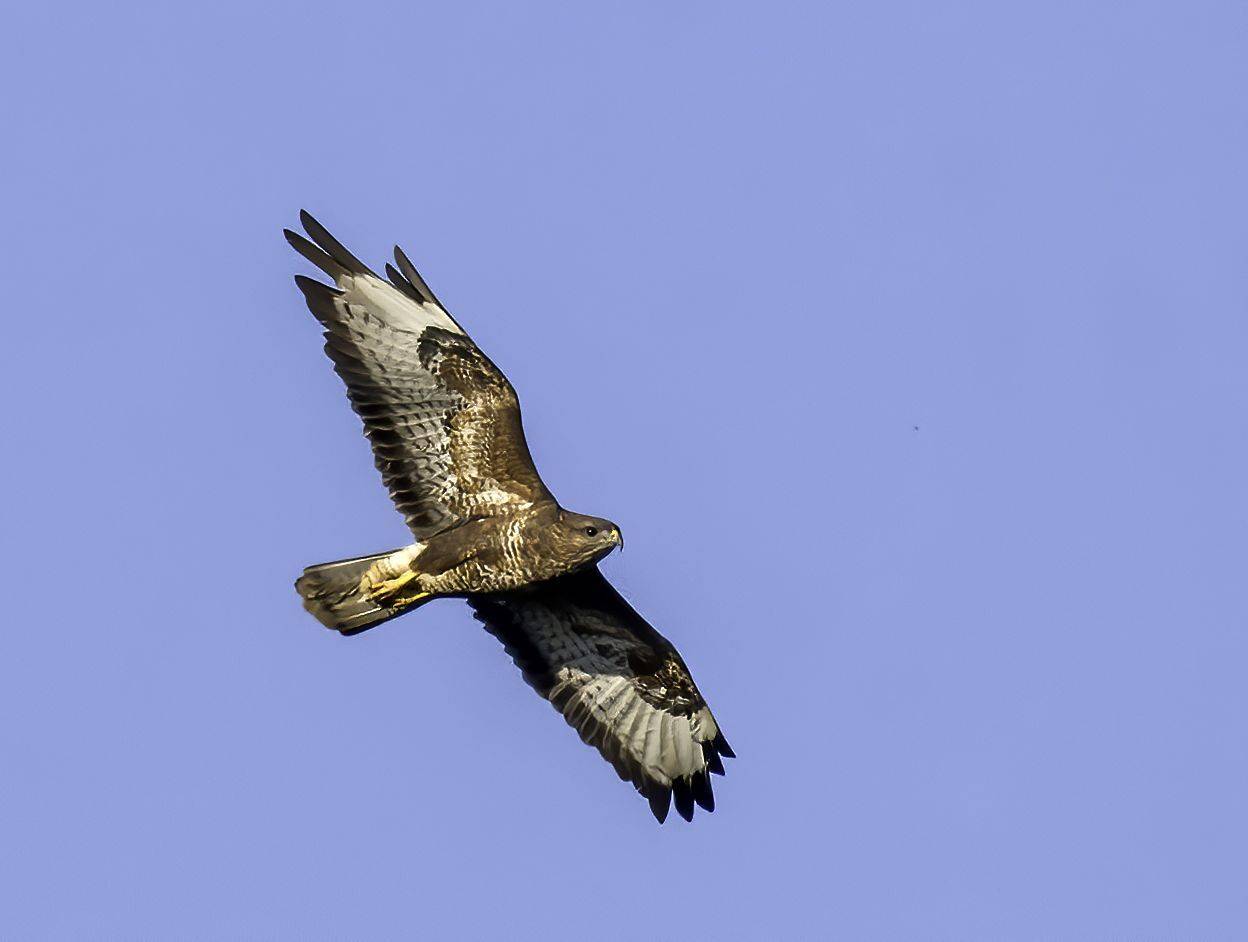 , Михаил Ездаков