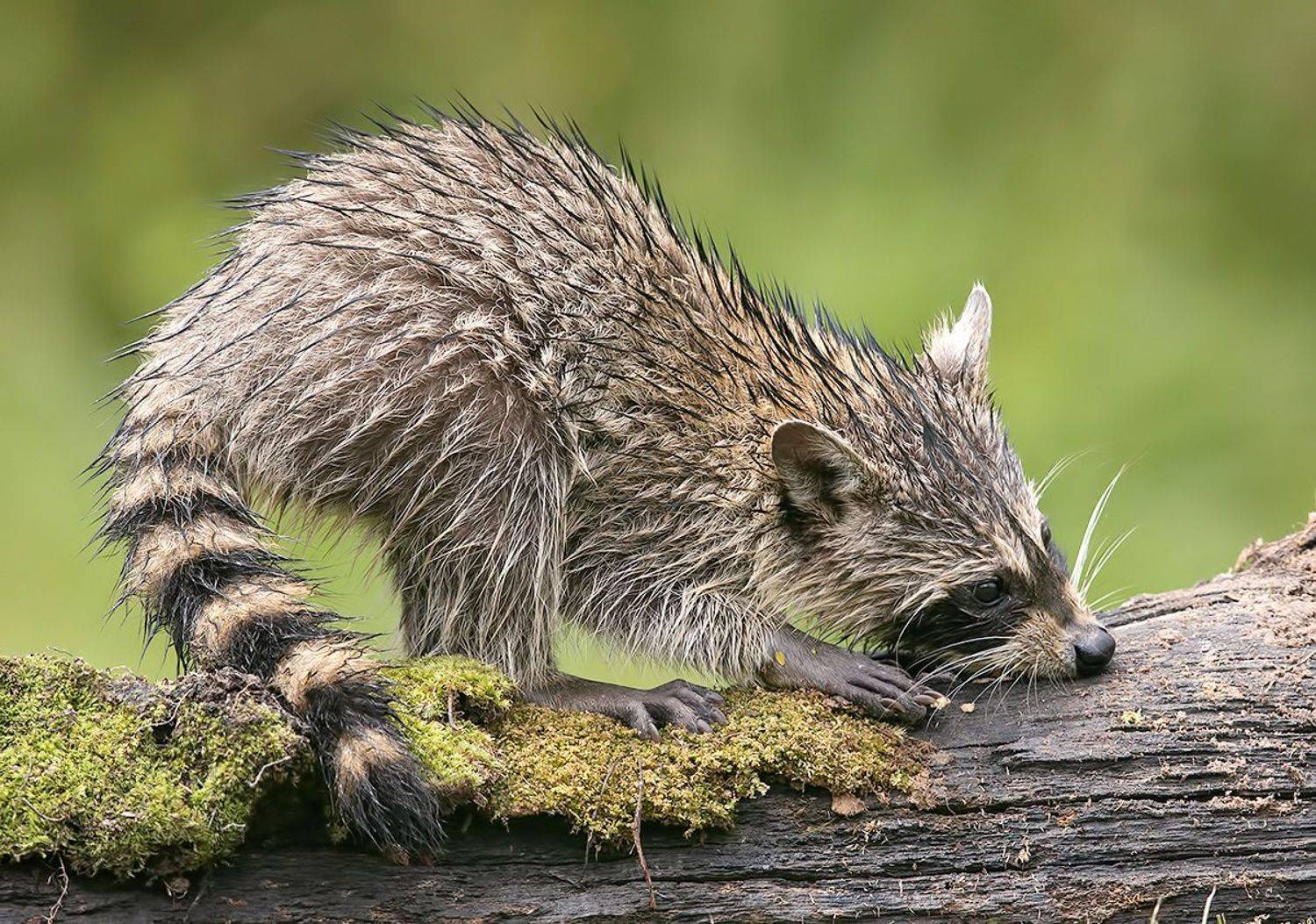 енот обыкновенный, енот-полоскун, raccoon, енот, дикие животные, животные, animals, Etkind Elizabeth