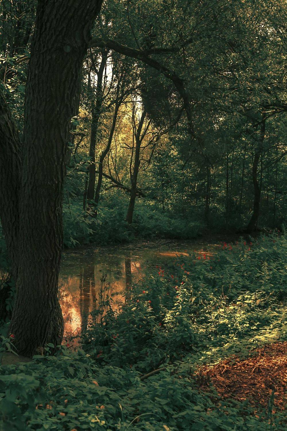 лето, summer, лес, forest, закат, sunset, Julia Kaissa