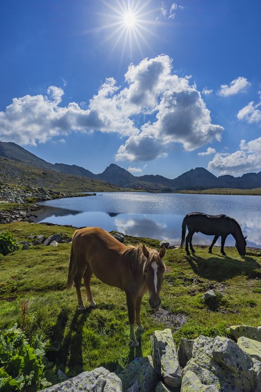 landscape nature vertical hiking lake horses Horses фото превью