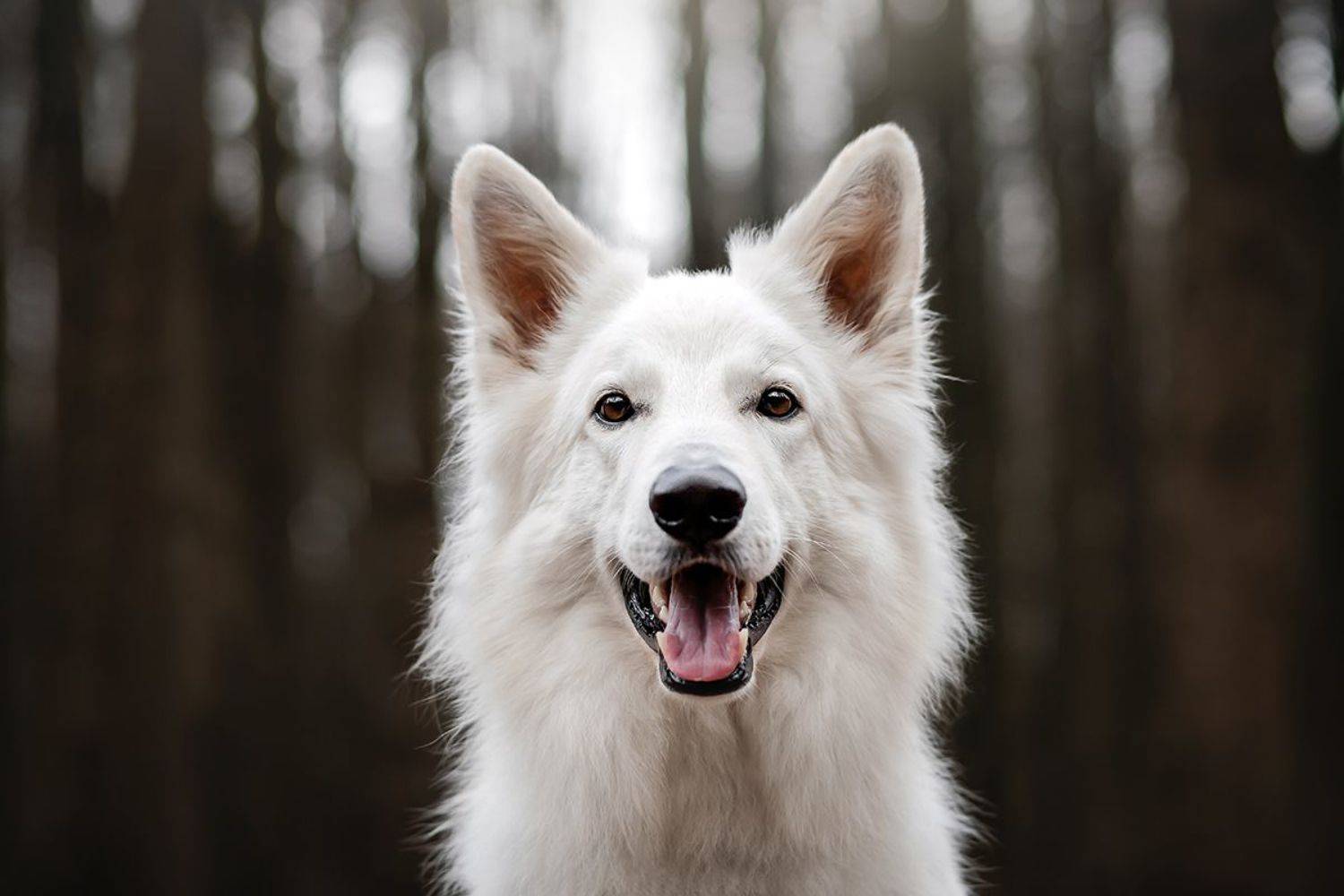 собака анималистика портрет осень овчарка, Екатерина Киреева