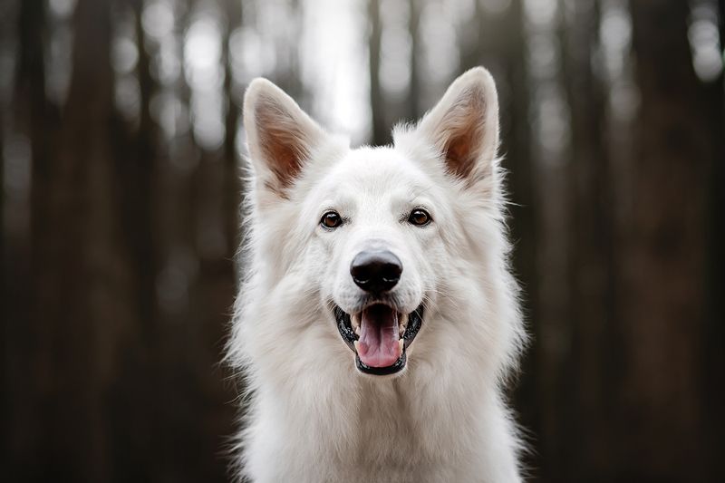 собака анималистика портрет осень овчарка Портрет Джека фото превью