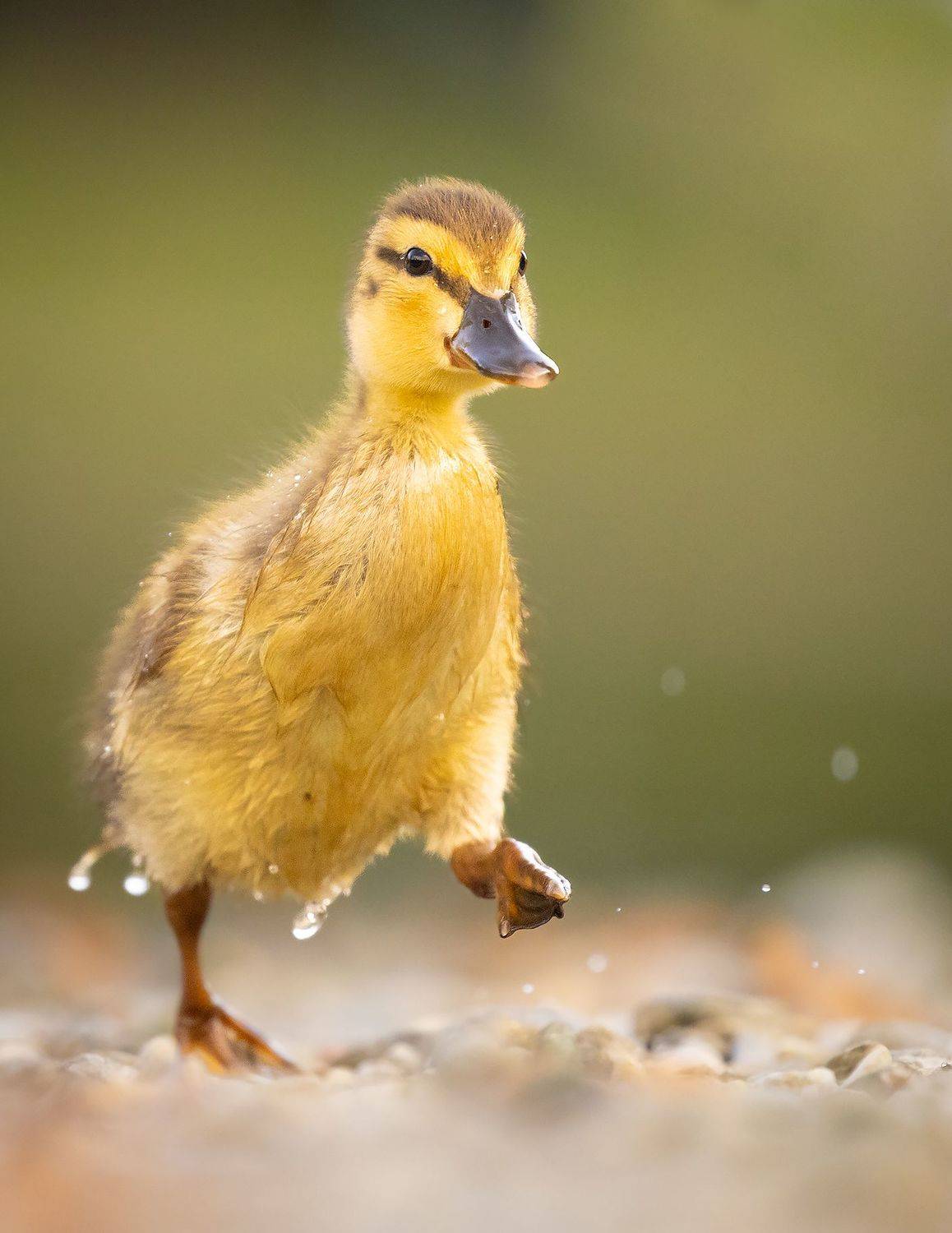 , Robert Adamec