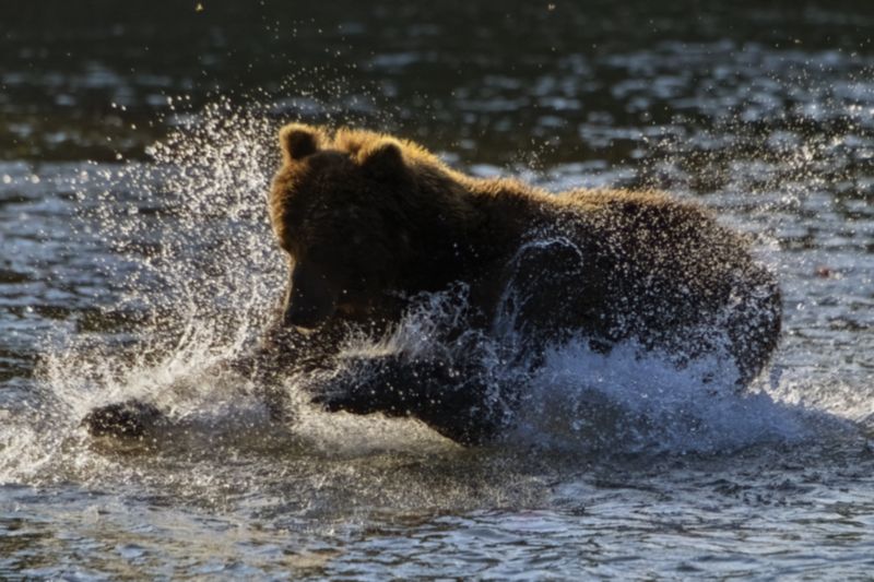 Я все равно тебя поймаю фото превью