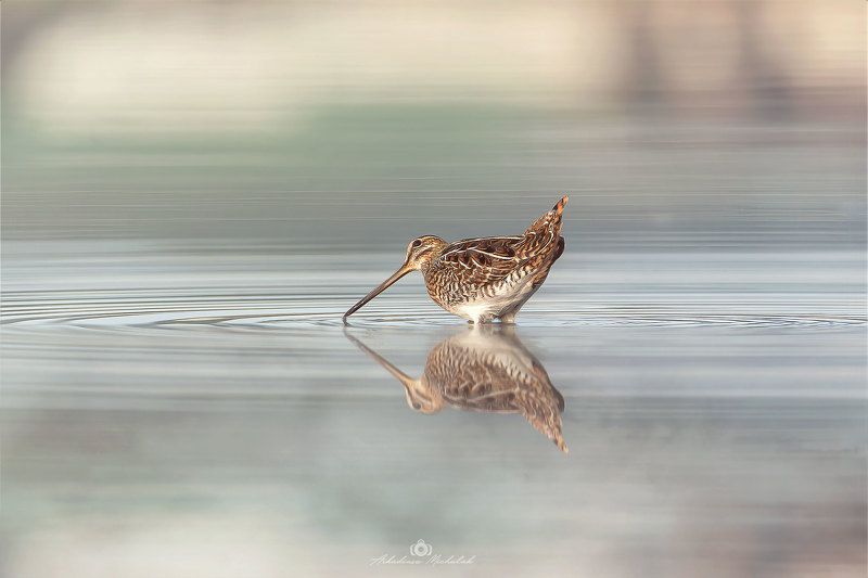 Kszyk (Gallinago gallinago) фото превью