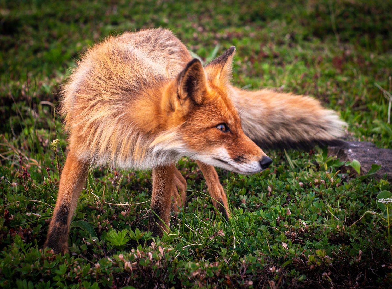 лис, лиса, Ганюшкин Владимир
