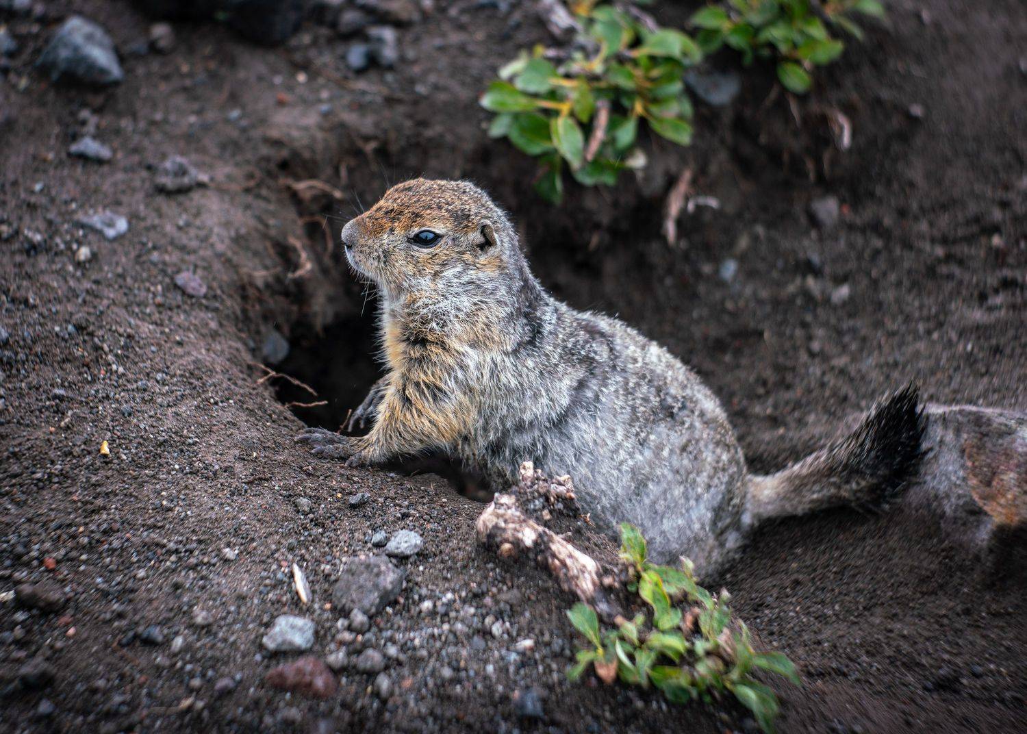 , Ганюшкин Владимир