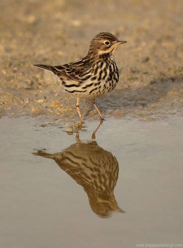 Red-throated pipit