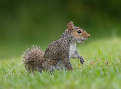 Gray squirrel - Каролинская белка