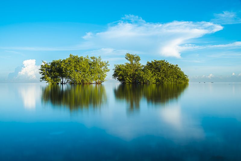 nature mangroves caribbean tide  mangroves фото превью