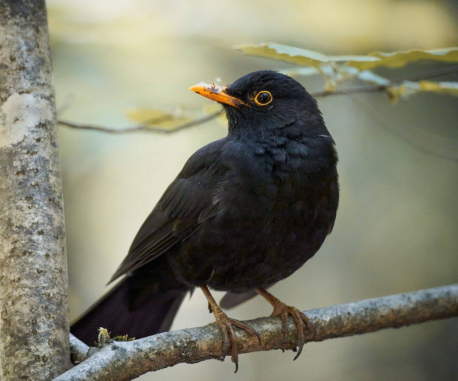 дрозд, черный дрозд, птица, черная птица, птица на ветке, Mikhail Khmelevskiy