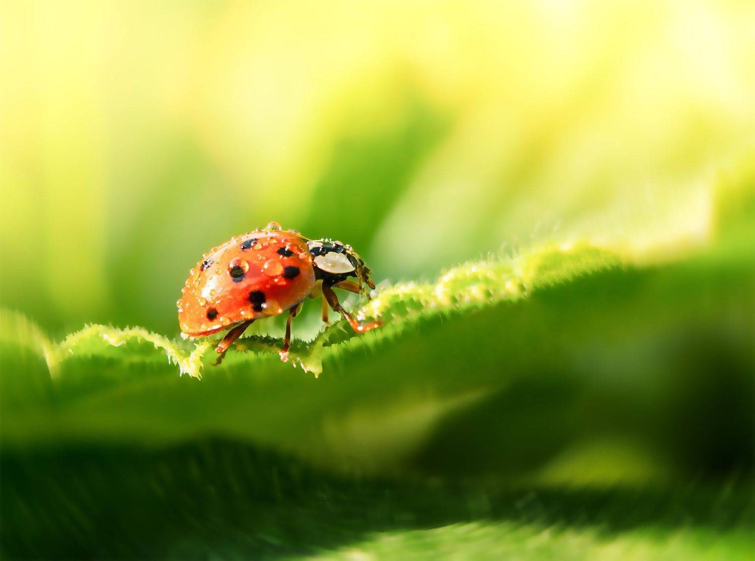 божья коровка, макро, насекомое, природа, лето, солнечно, YULYA ROMANOVA