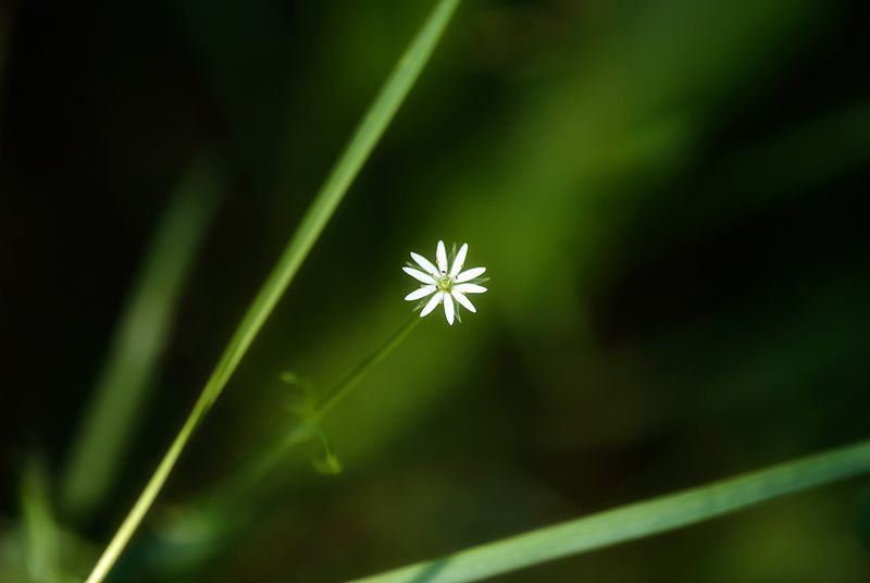 * фото превью