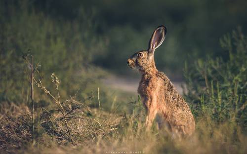 Одним заячьим утром