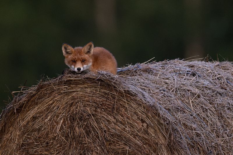 Lapsa фото превью