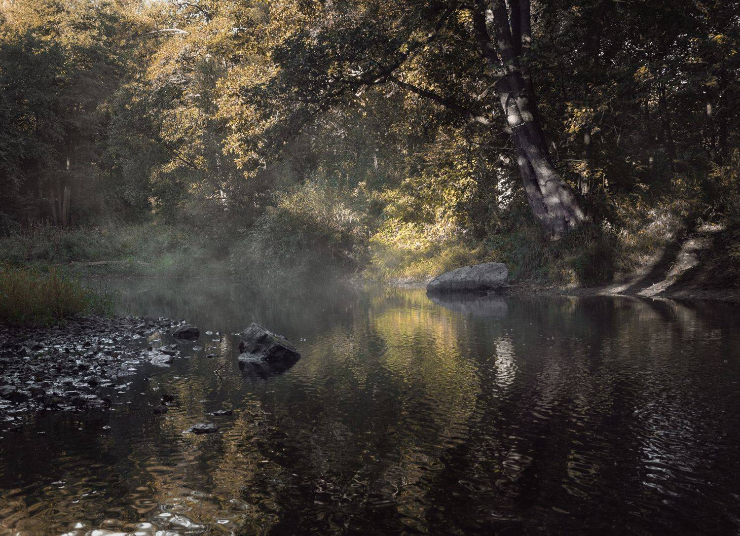 лес, свет, утро, природа, Баранов Олег
