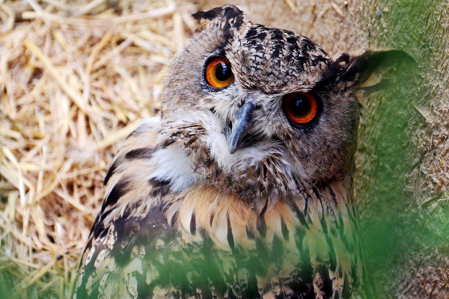 , mehdi karimi souderjani