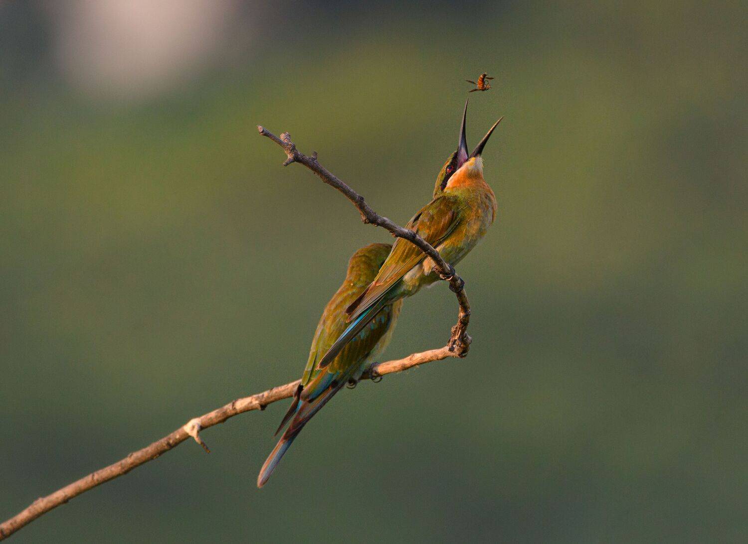 bird,birds,nikon,wild,water,shadows,lake,pond,flowers,swan,colors,nikon,beauty,nature,animals,eyes,egret,songbird,jungle,white,wings,fly, G N RAJA