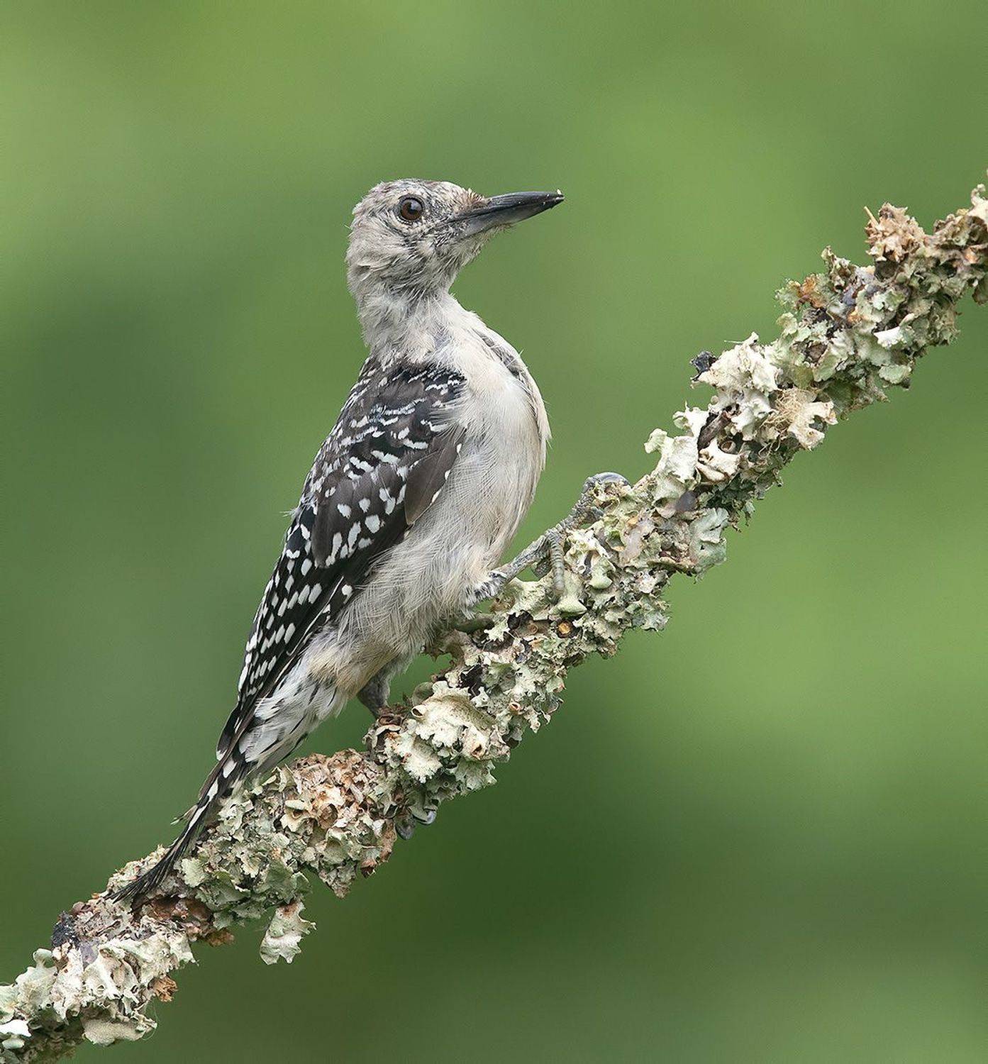дятел, каролинский меланерпес, red-bellied woodpecker, woodpecker, Etkind Elizabeth