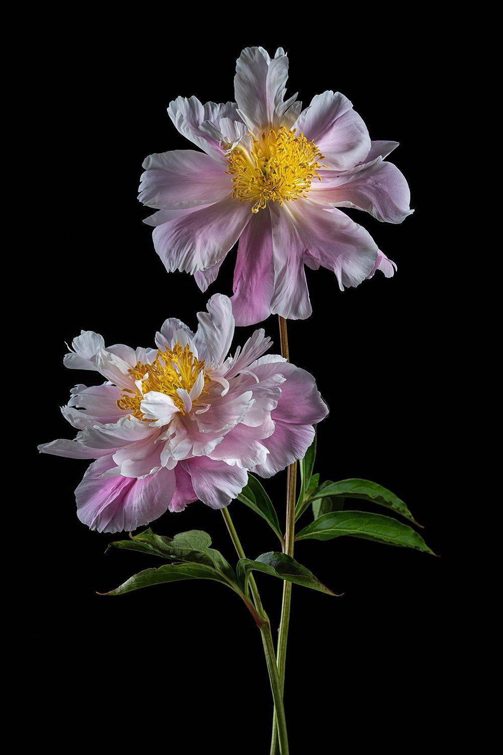 пионы, лепестки, флора, цветы, цветение, цветок, Ольга ЯR