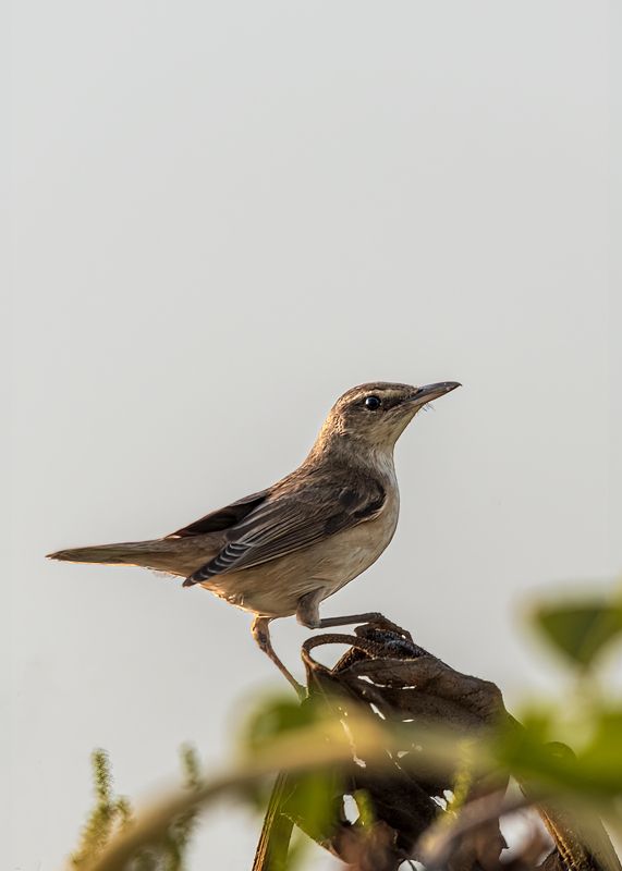 Про сверчка фото превью