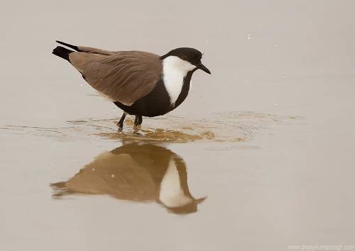 Spur-winged lapwing