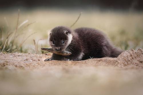 Little river otter 