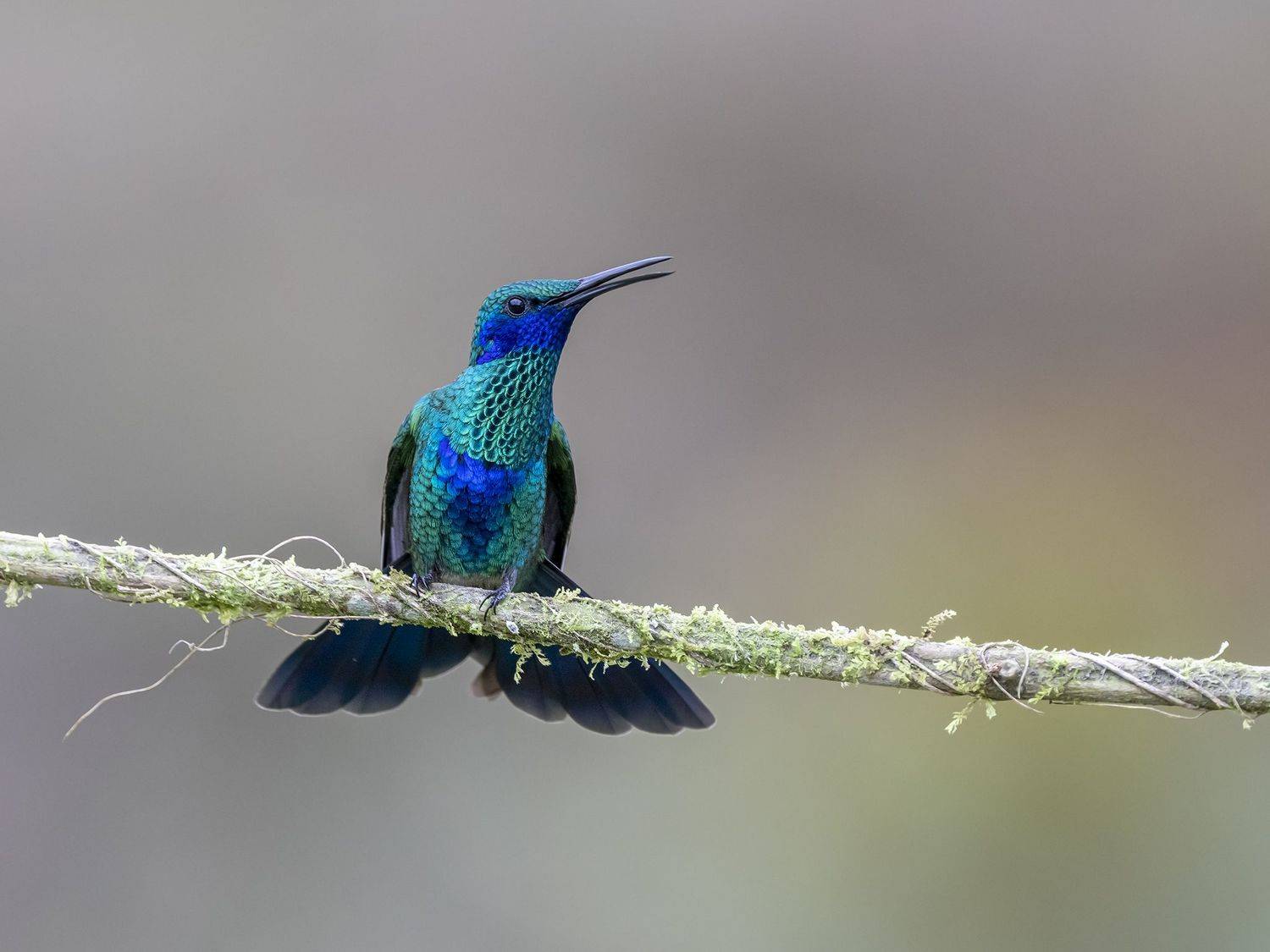 , Burgalin Sequeira Fernando