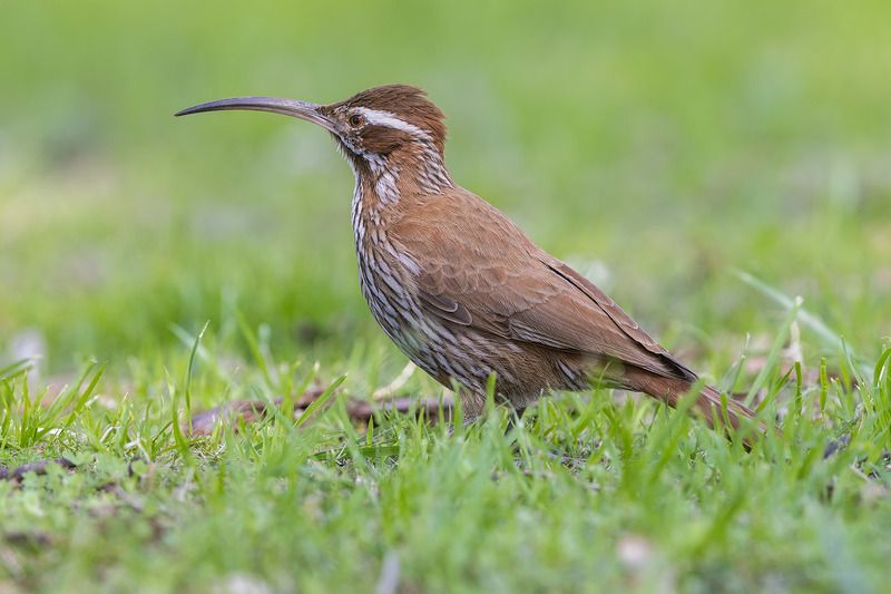 птицы, уругвай *** фото превью