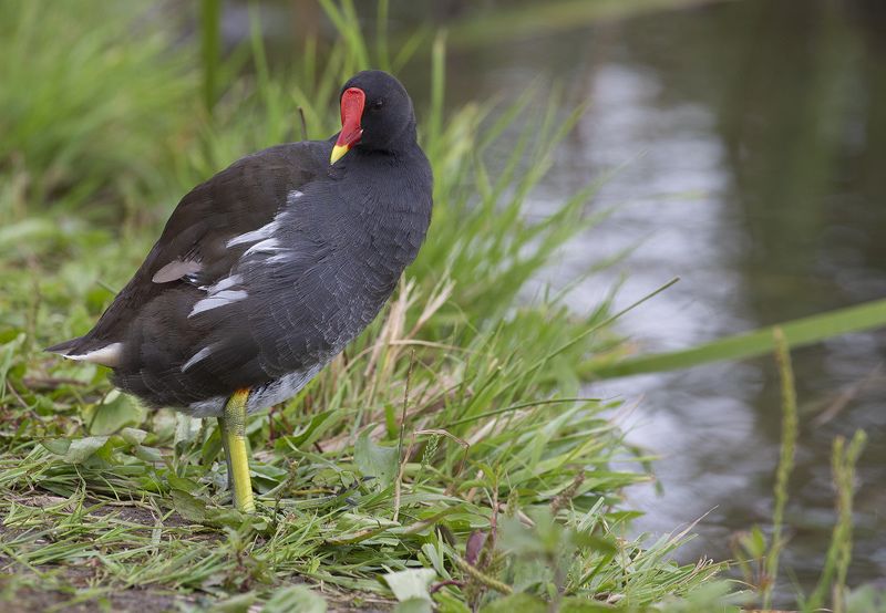 камышница, , болотная, курочка, gallinula, chloropus Камышница фото превью