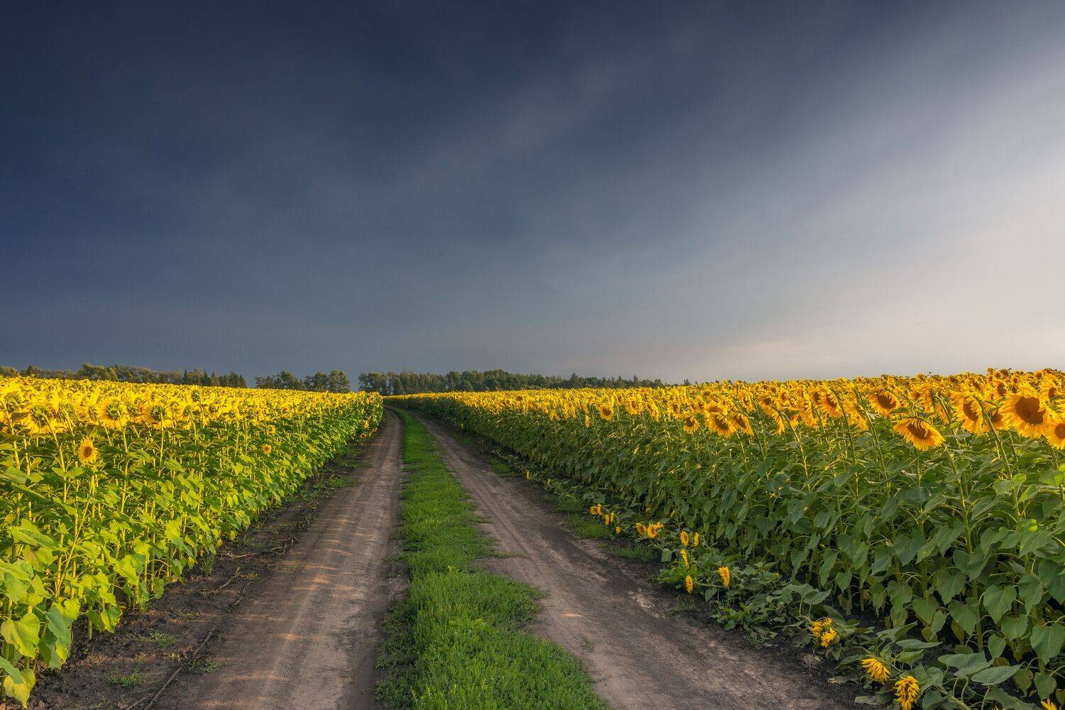 подсолнухи, лето, пейзаж, Тульская область, природа, Мартыненко Дмитрий