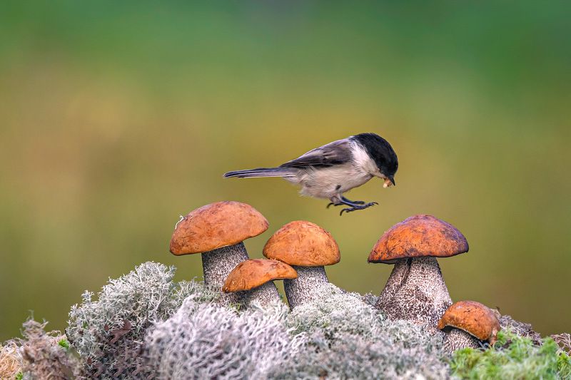 фото превью