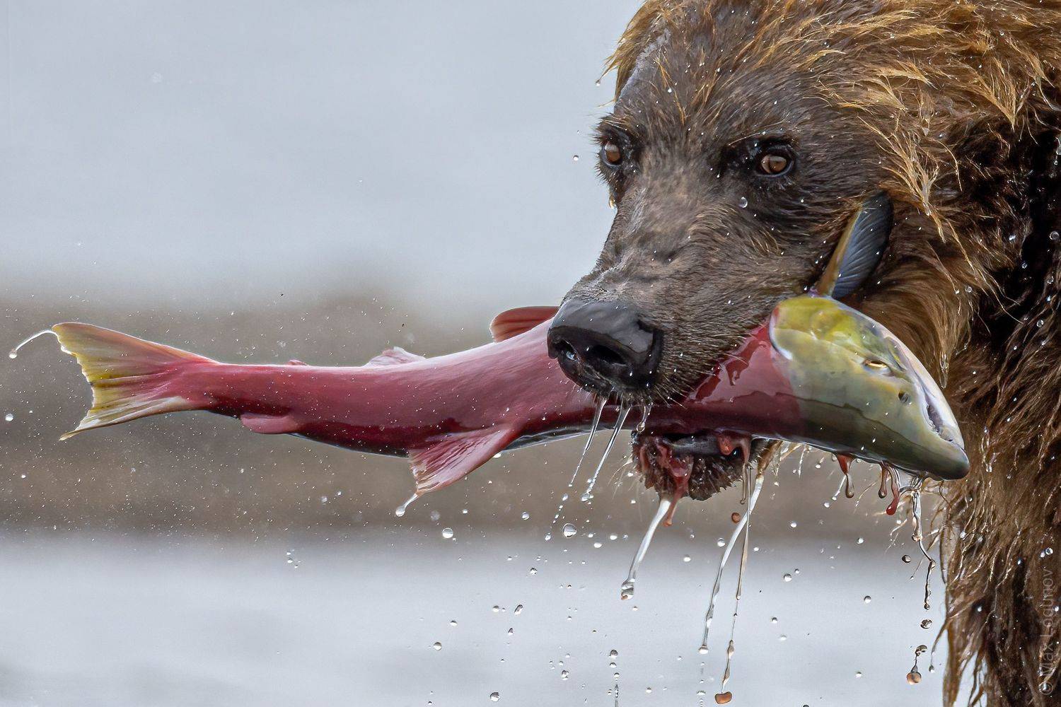 , Логунов Максим