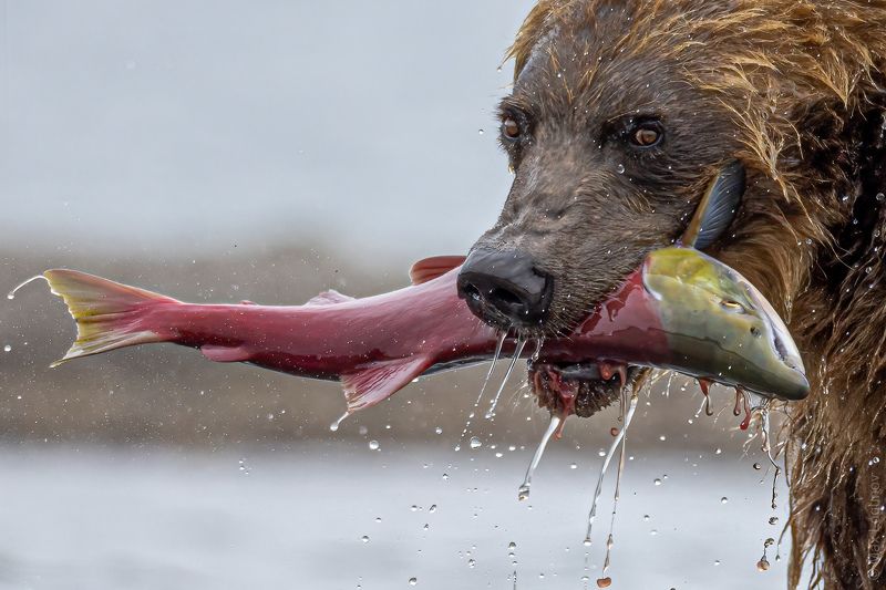 -Поймалась! фото превью