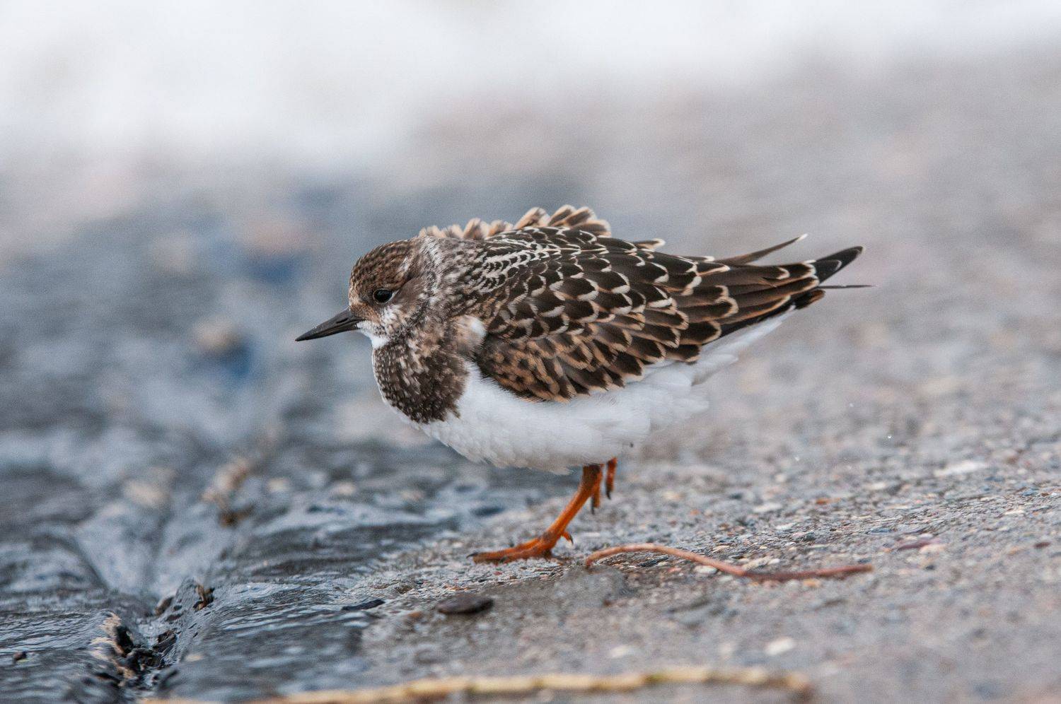 , Динара Зуйкова