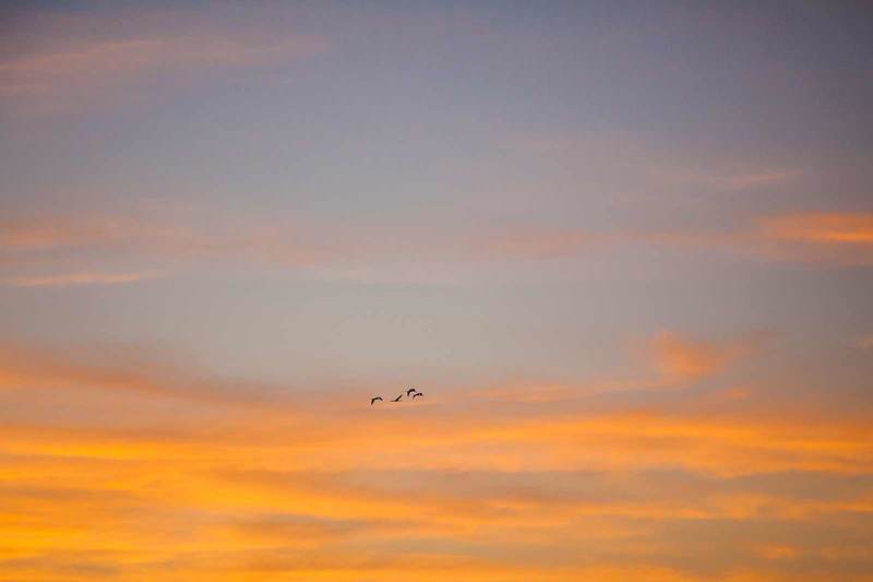 Журавли на рассвете фото превью