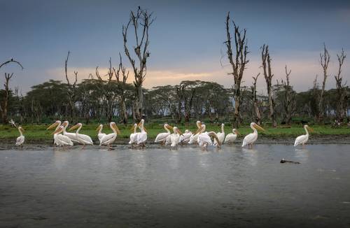 На озере Найваша/ Naivasha Lake