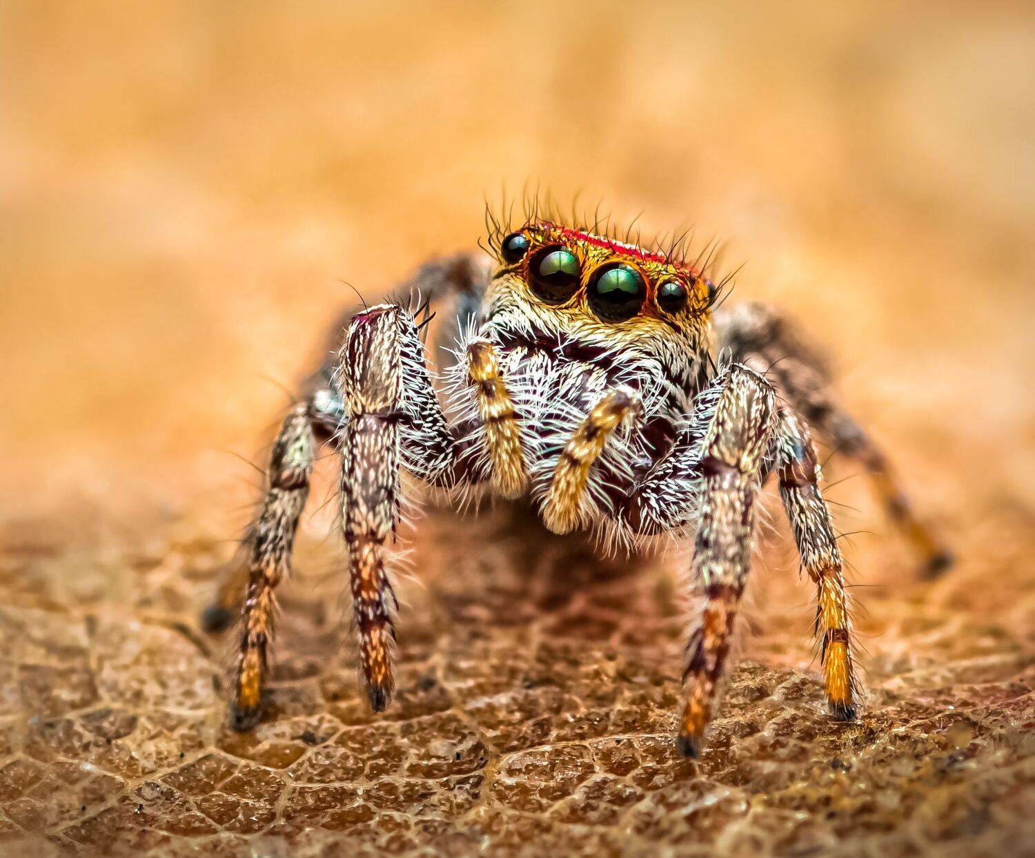 spider, animal, wild, insect, arachnid, leaf, macro,, Atul Saluja