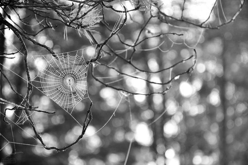 Паутина мира фото превью