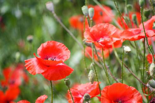 Маковое настроение