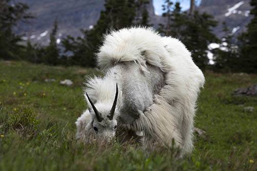 Alpine Goats 