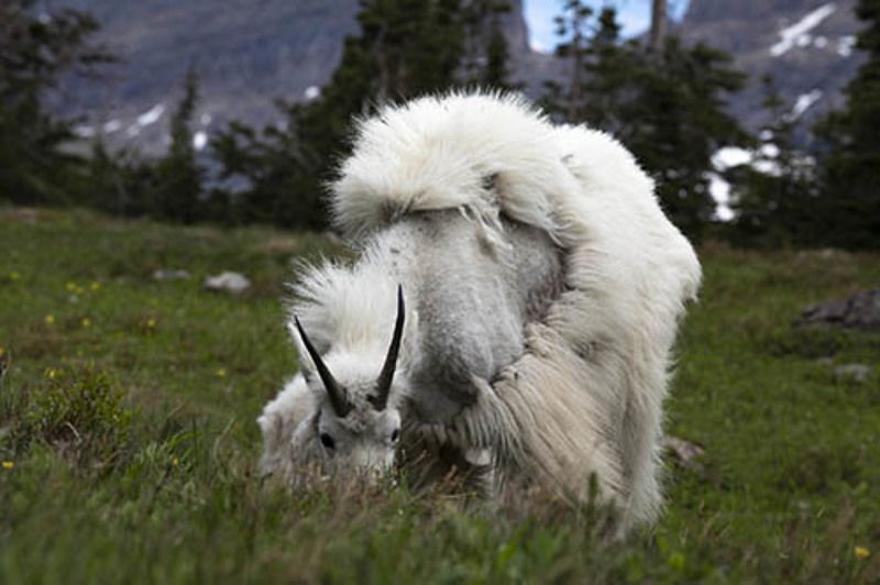 Alpine Goats Glacier National Park U.S.A Alpine Goats  фото превью