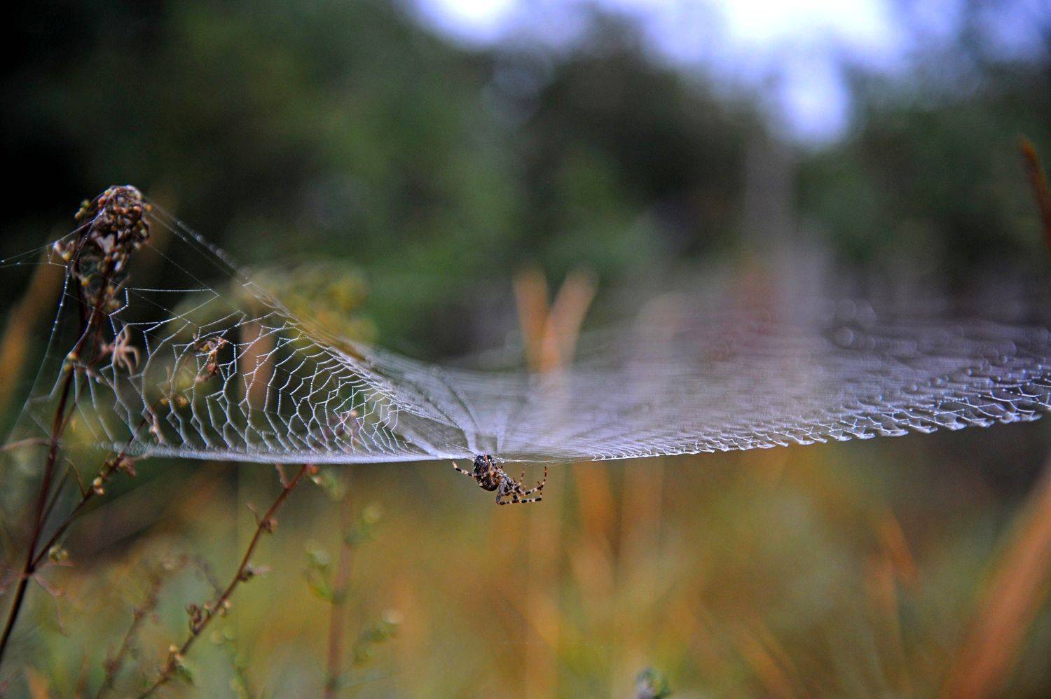 , Дарья Васильева