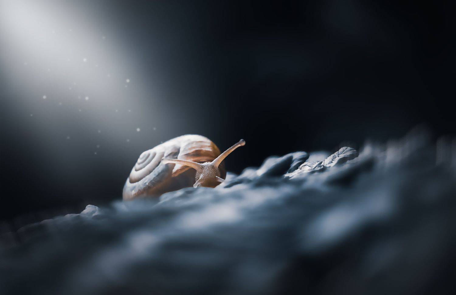 улитка, моллюск, макро, природа, ночь, YULYA ROMANOVA